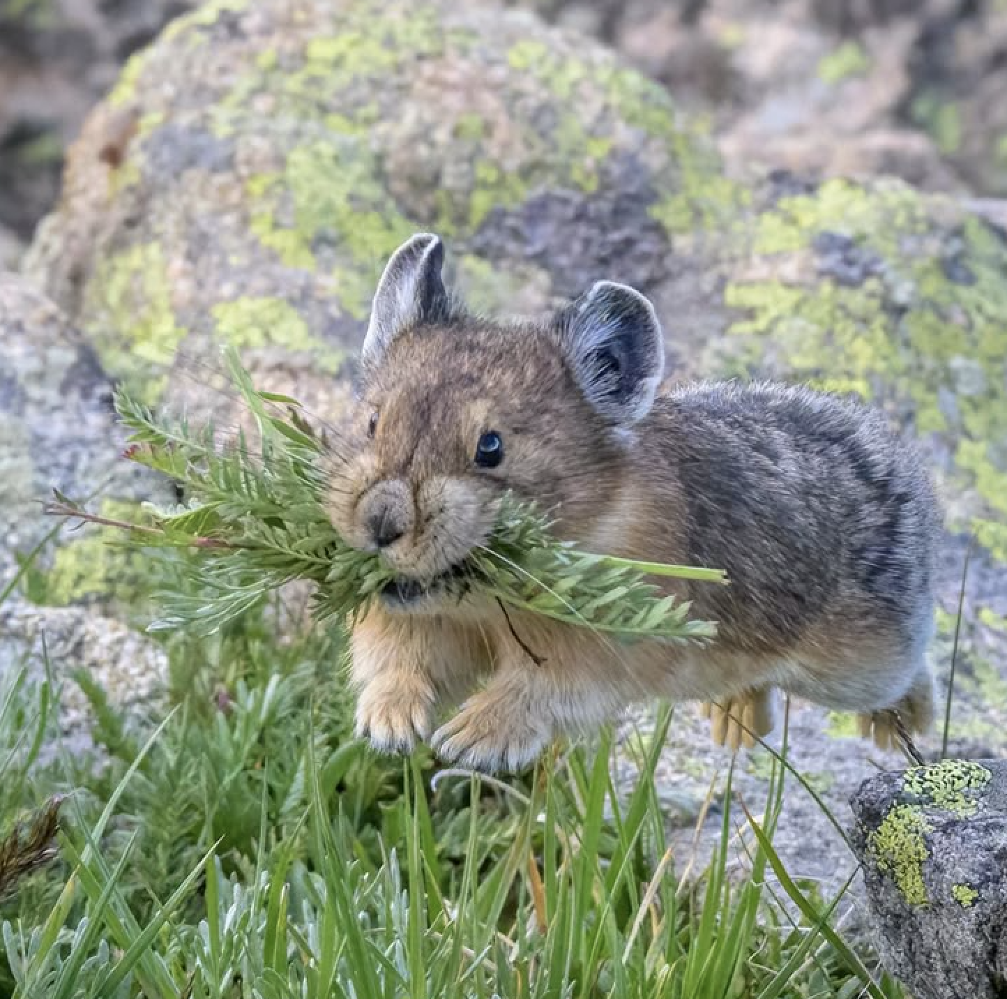 Un pika, animalito de la familia de los conejos